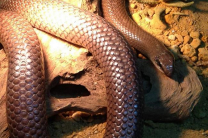 Ramfiofis nosate - radoveden predstavnik Ramfiofis nosate - radoveden predstavnik